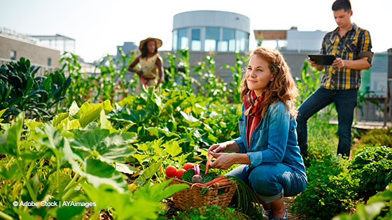 Gemüseernte im Garten - Urban Gardening