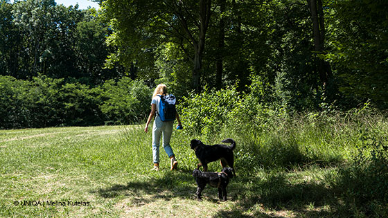 Spaziergang mit dem Hund im Grünen