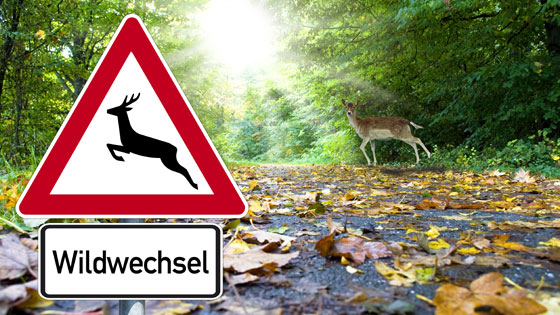 Achtung Wildwechsel Schild