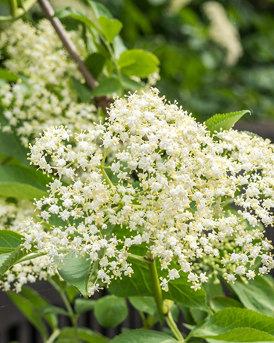 Holunderblüte