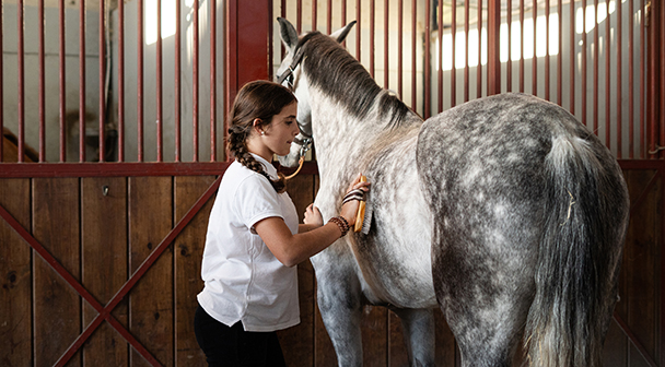 Pferd wird im Stall gestriegelt
