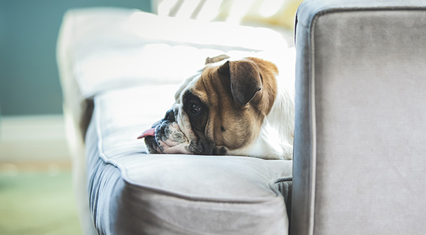 Hund döst auf der Couch