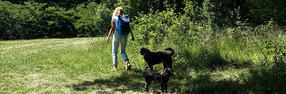 Person mit Rucksack geht auf einem Wiesenweg am Waldrand spazieren, begleitet von zwei Hunden.