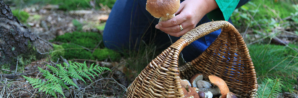 gesammelte Pilze im Korb im Wald