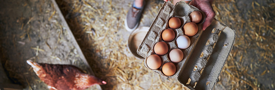 Huhn und Eier
