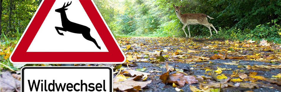 Verkehrszeichen „Wildwechsel“ an einer Straße im Wald, im Hintergrund steht ein Reh am Fahrbahnrand.