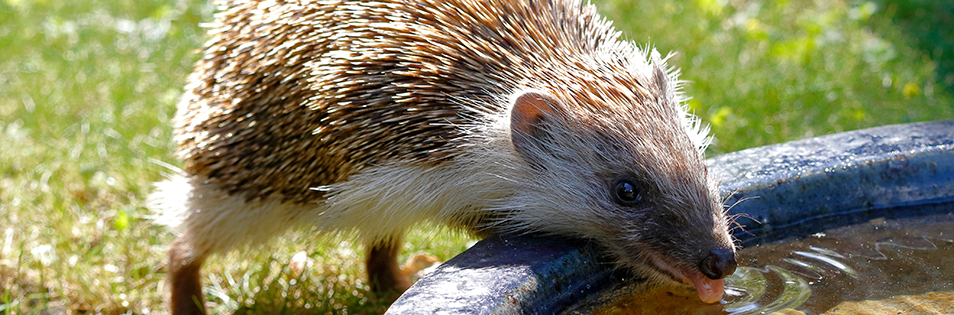 Igel an einer Wasserstelle im Garten.