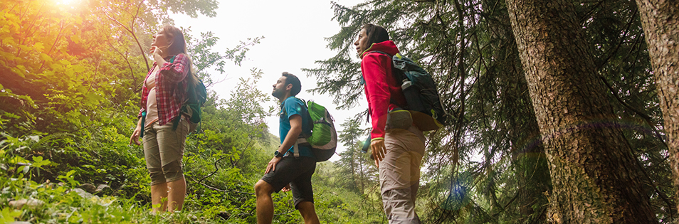 Personen im Wald beim Wandern