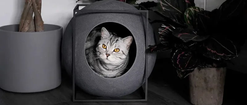 Katze in modernem Katzenbett umgeben von Pflanzen.
