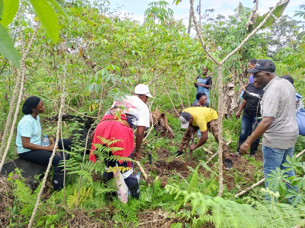 Farmers harvesting cassava in a field
