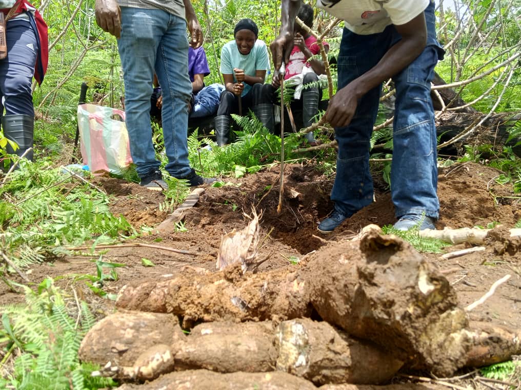 Cassava roots harvested by farmers in Cameroon
