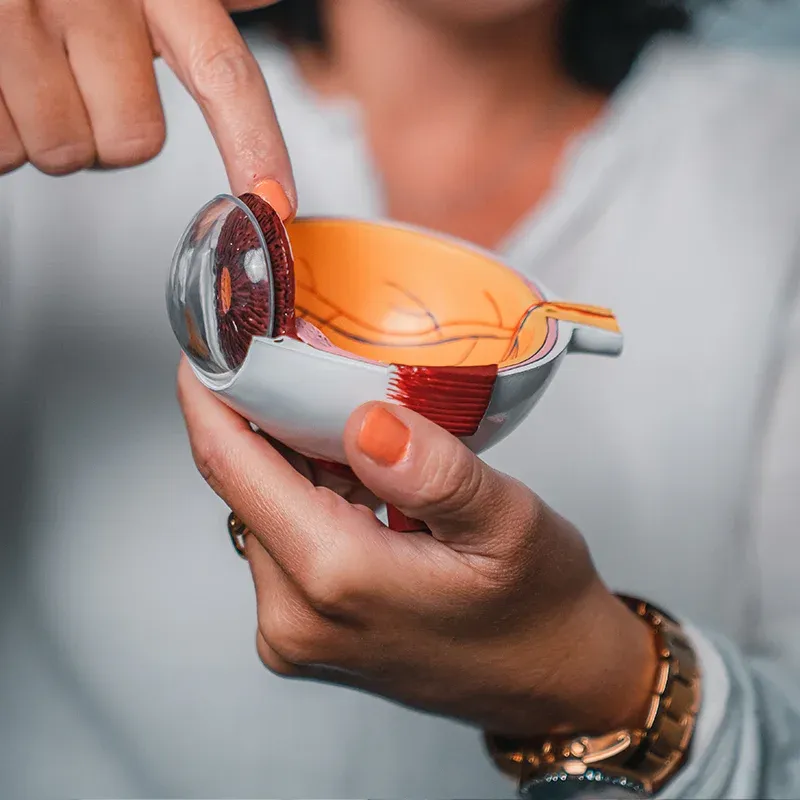 Modellauge, dass in den Händen einer Frau mit orangenem Nagellack und einer weißen Bluse gehalten wird.