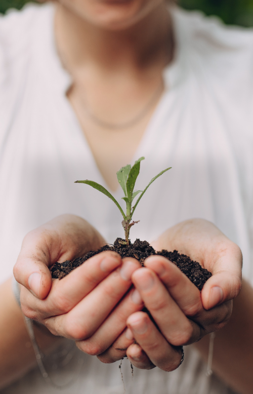 Frau hält kleine Pflanze in den Händen