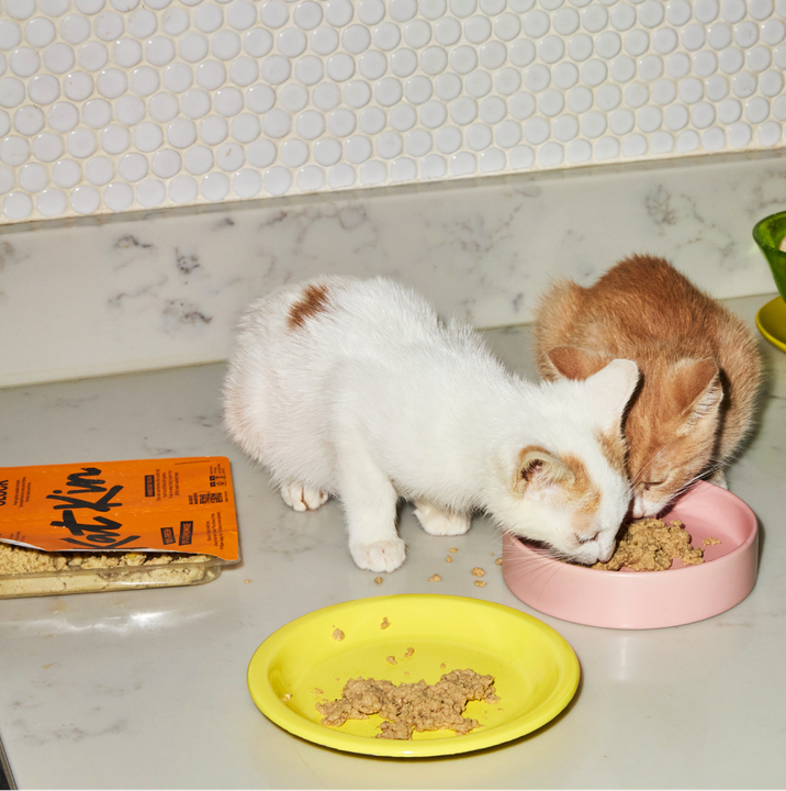 Kittens eating