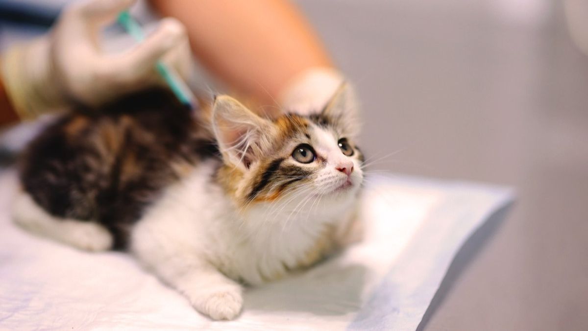 Cat unwell hot sale after vaccination