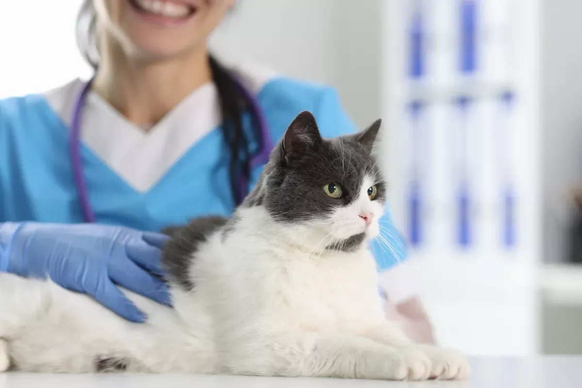 The lowdown on new vet rules (and what they mean for cat parents)