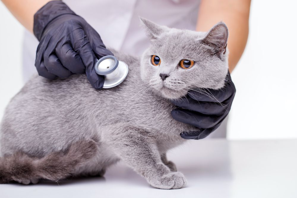 The Preventative Approach