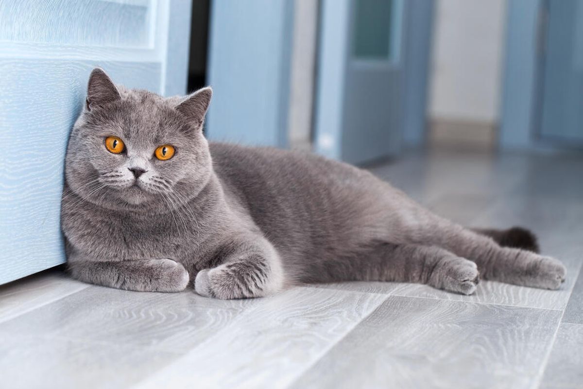 British-shorthair