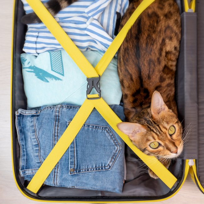 What to do with your cat when you go on holiday
