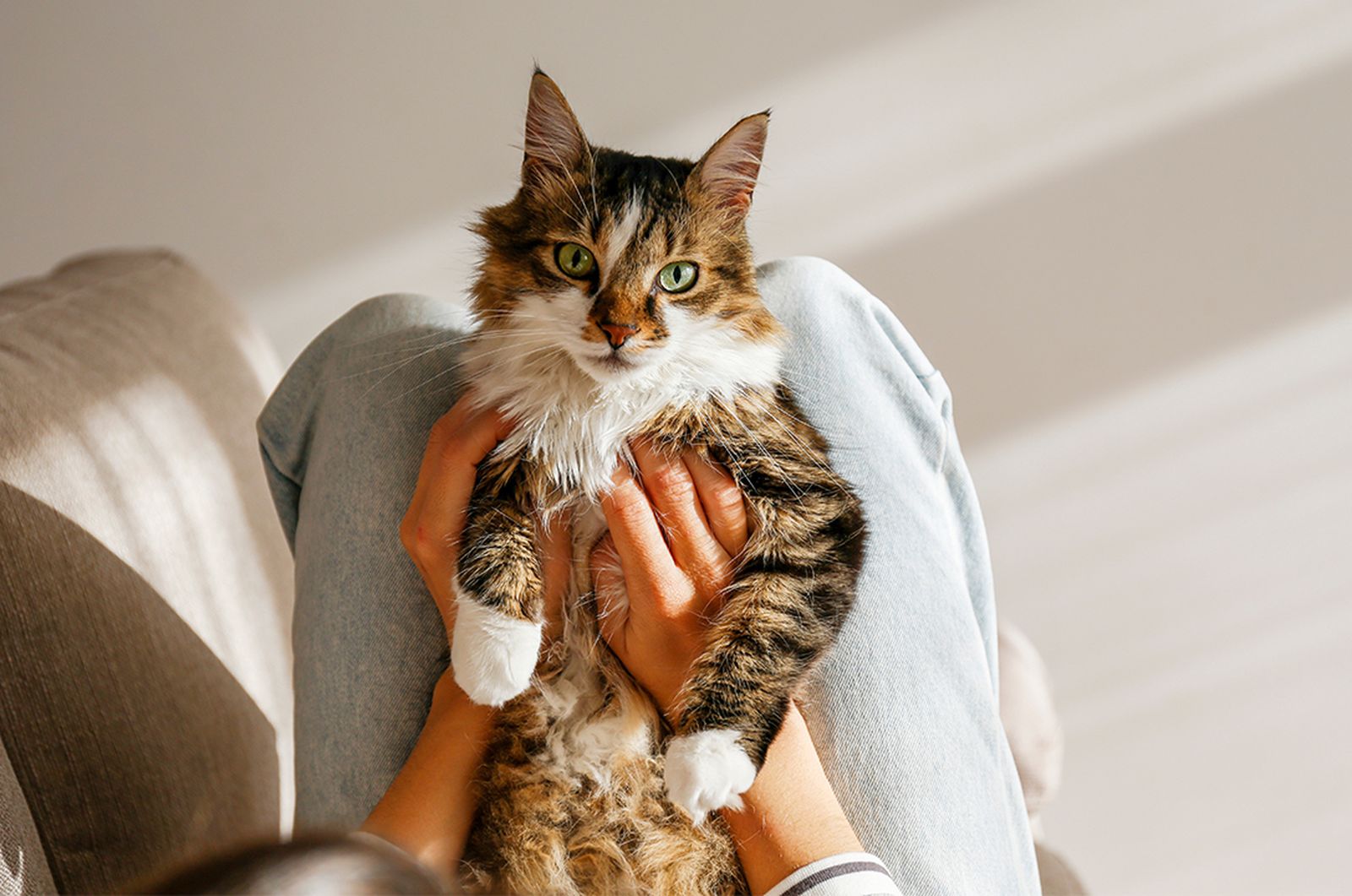 Domestic longhair cat getting belly rubs