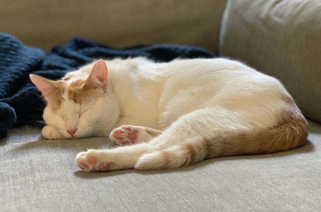 Turkish Van cat sleeping