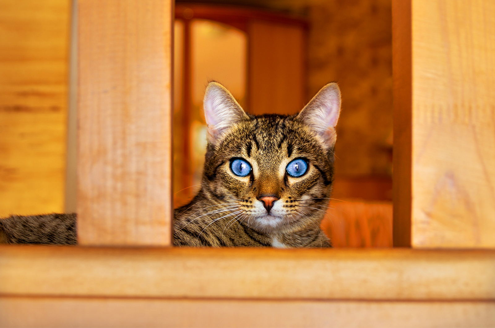 Ojos Azules cat with blue eyes