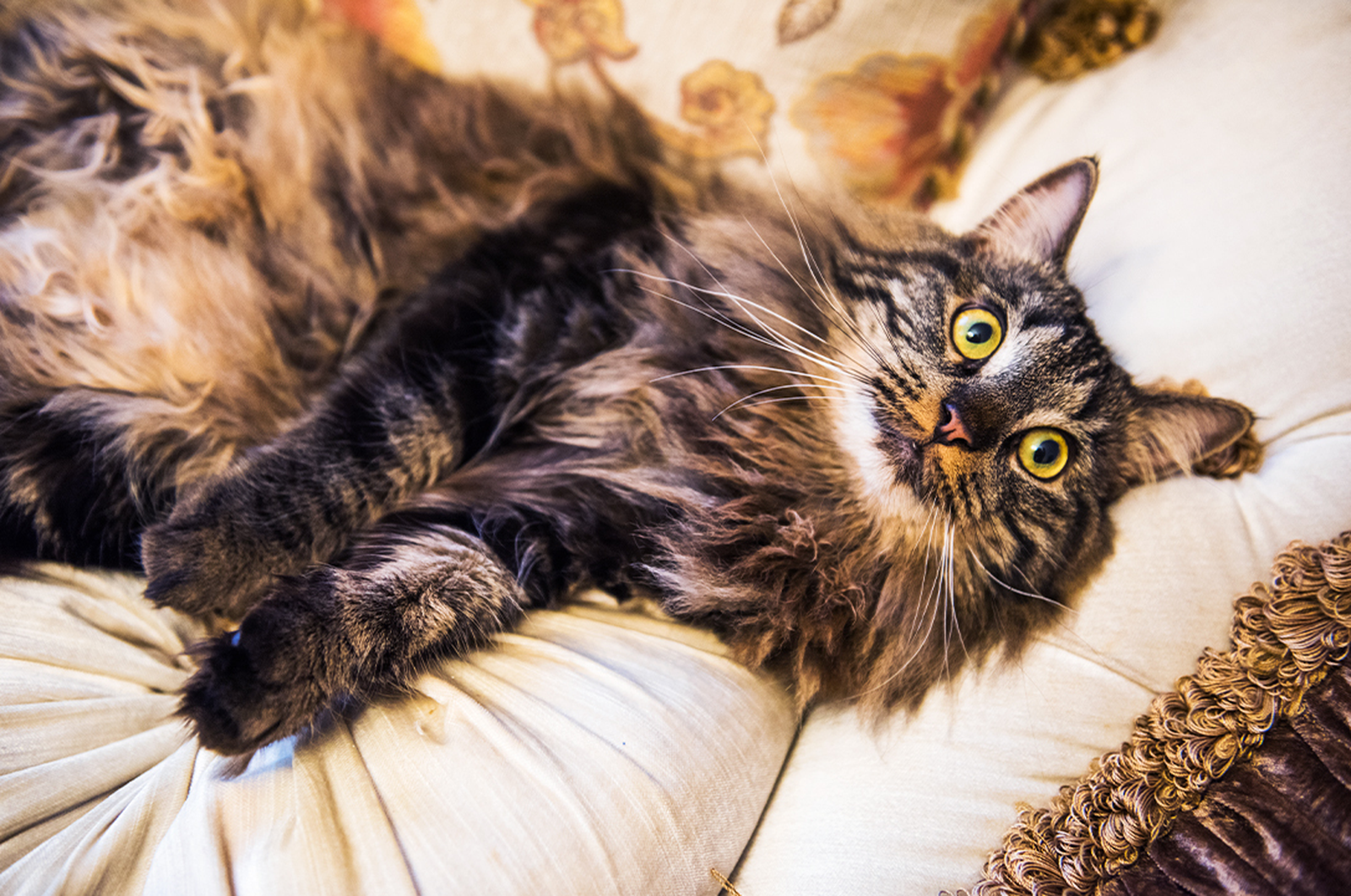 Norwegian Forest Cat lying down