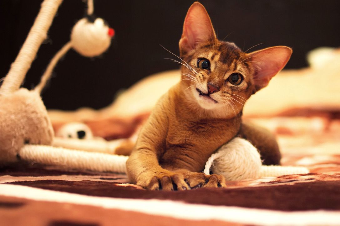 Abyssinian cat playing