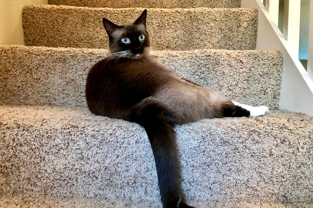 Snowshoe cat breed Information & characteristics KatKin