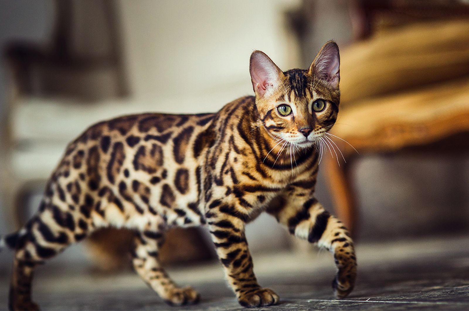 Bengal cat in living room