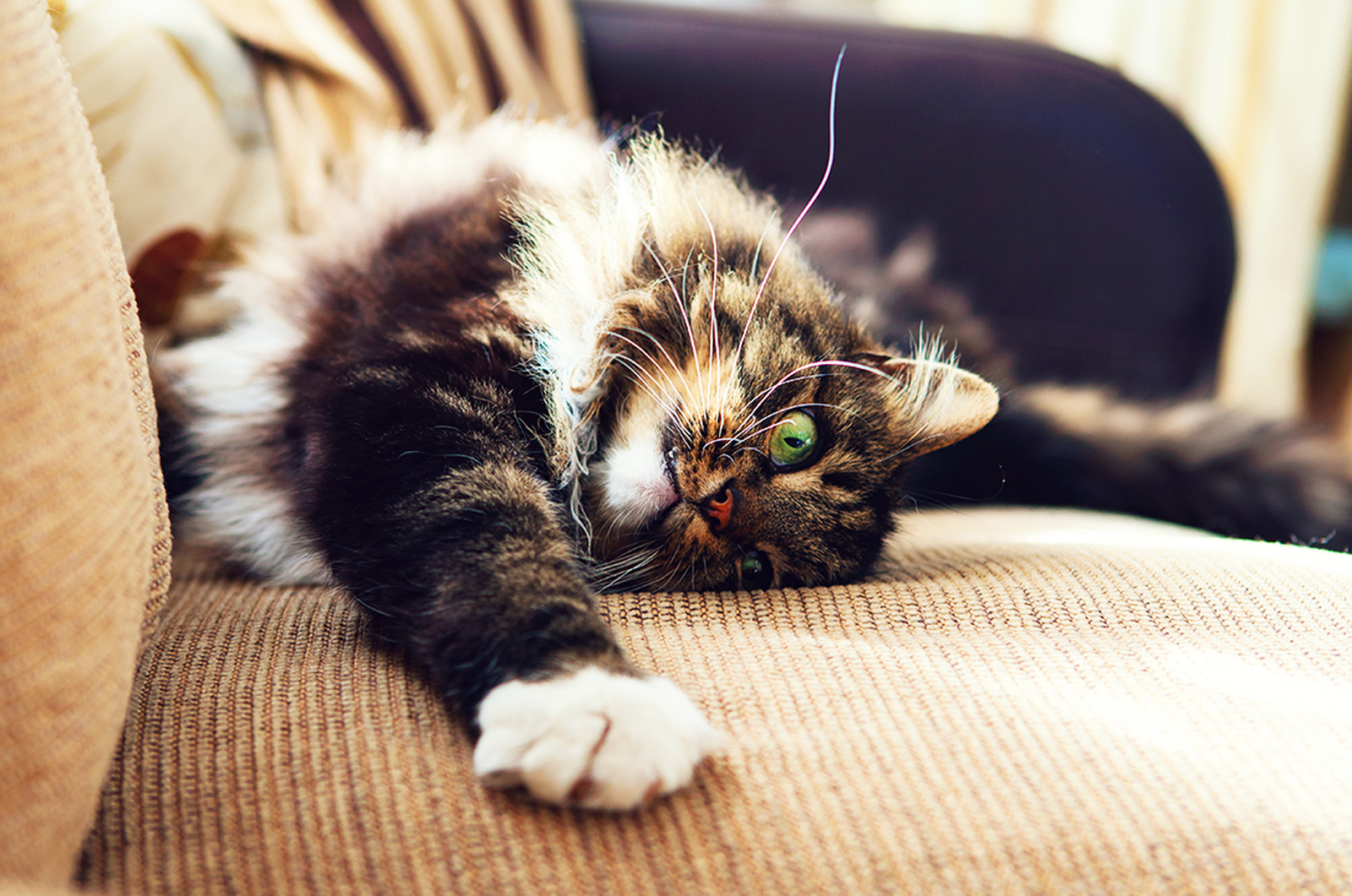 Norwegian Forest cat on sofa