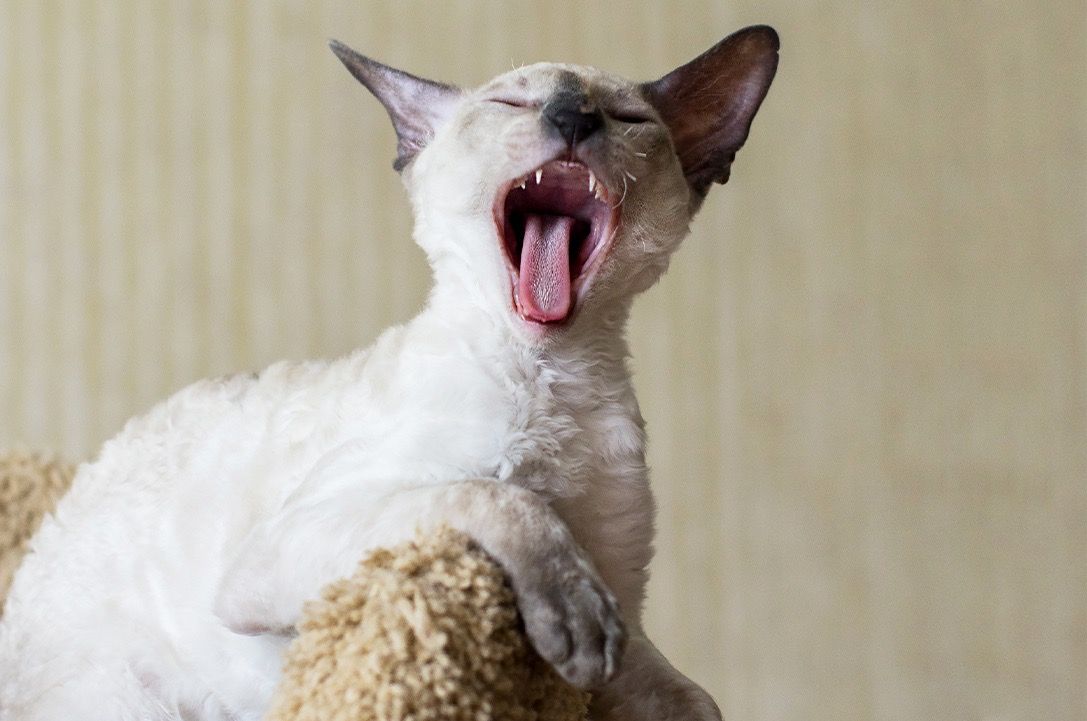 Cornish Rex cat on cushion