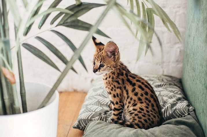 Savannah kitten on cushion