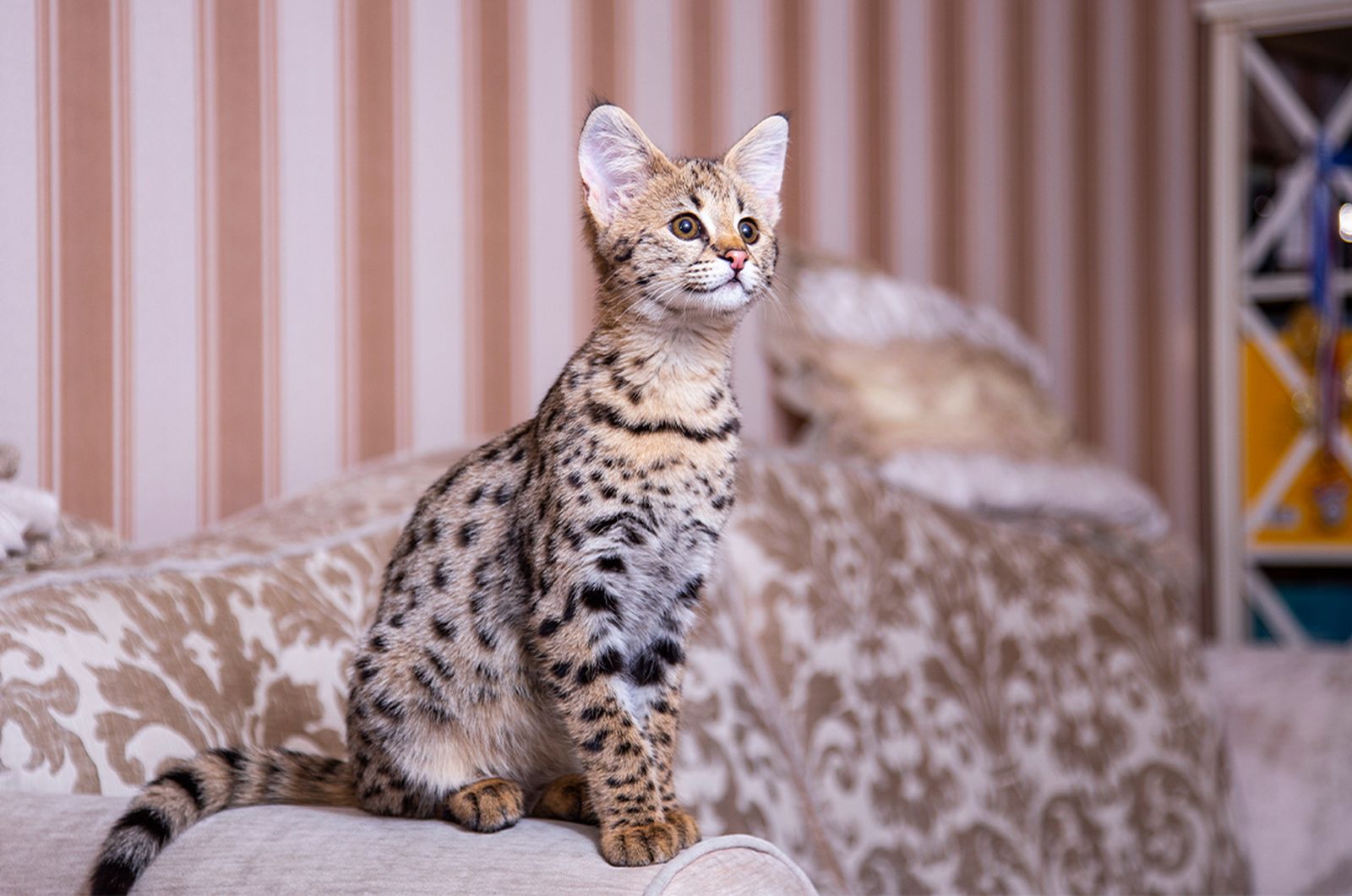 Savannah cat on sofa