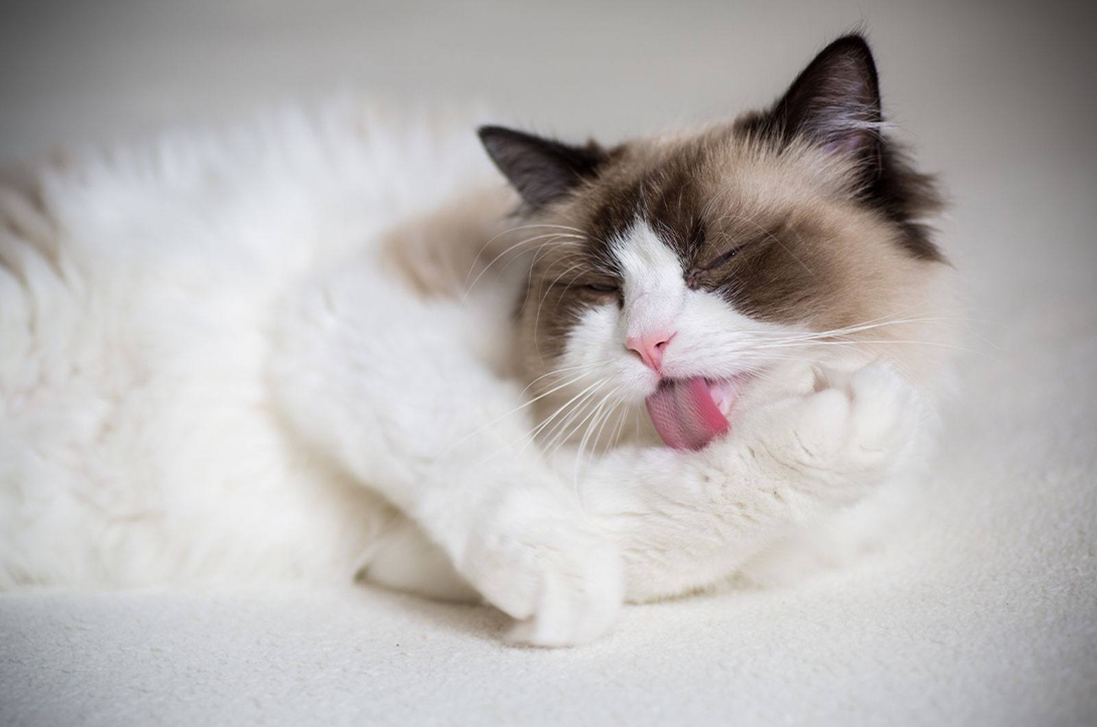 Ragdoll cat cleaning paw