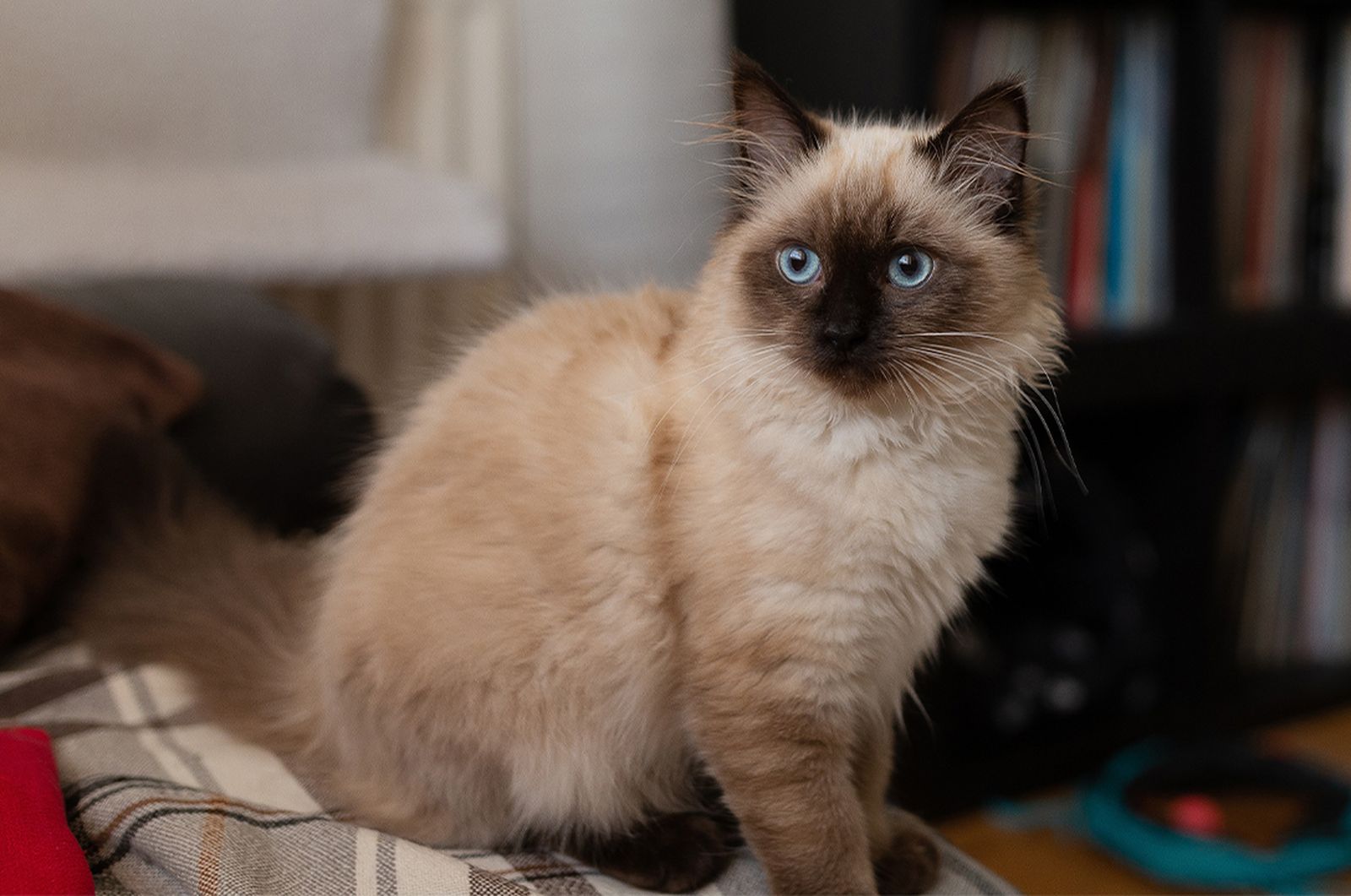 Birman cat on blanket