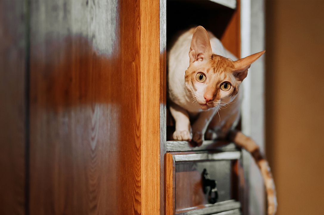 Cornish Rex cat
