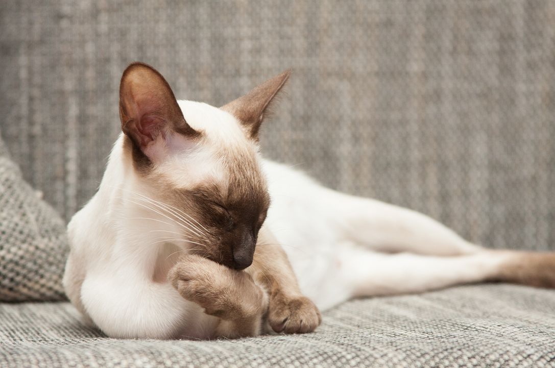Oriental cat cleaning