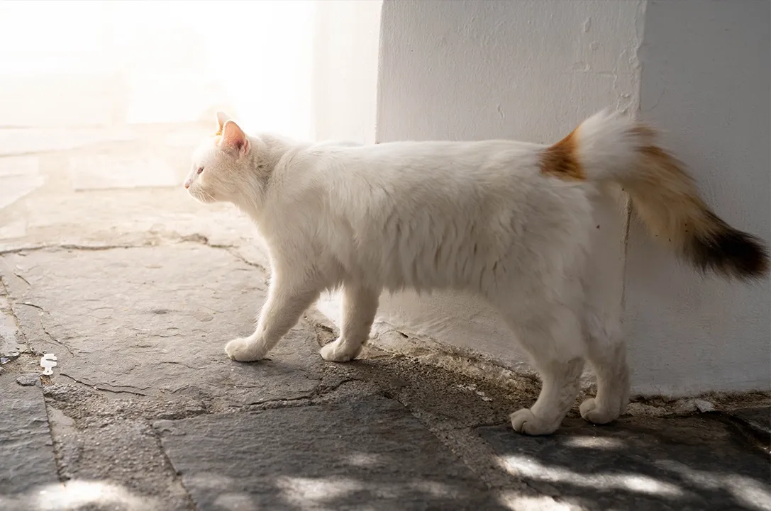 Turkish Van cat outside