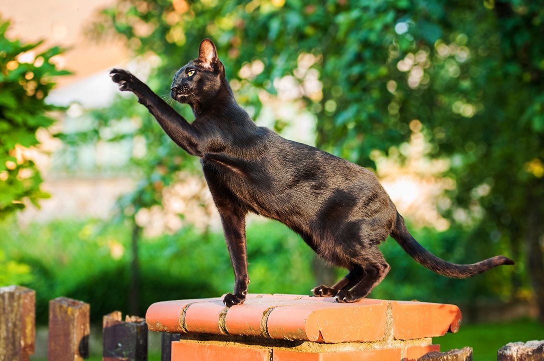 Oriental cat on fence