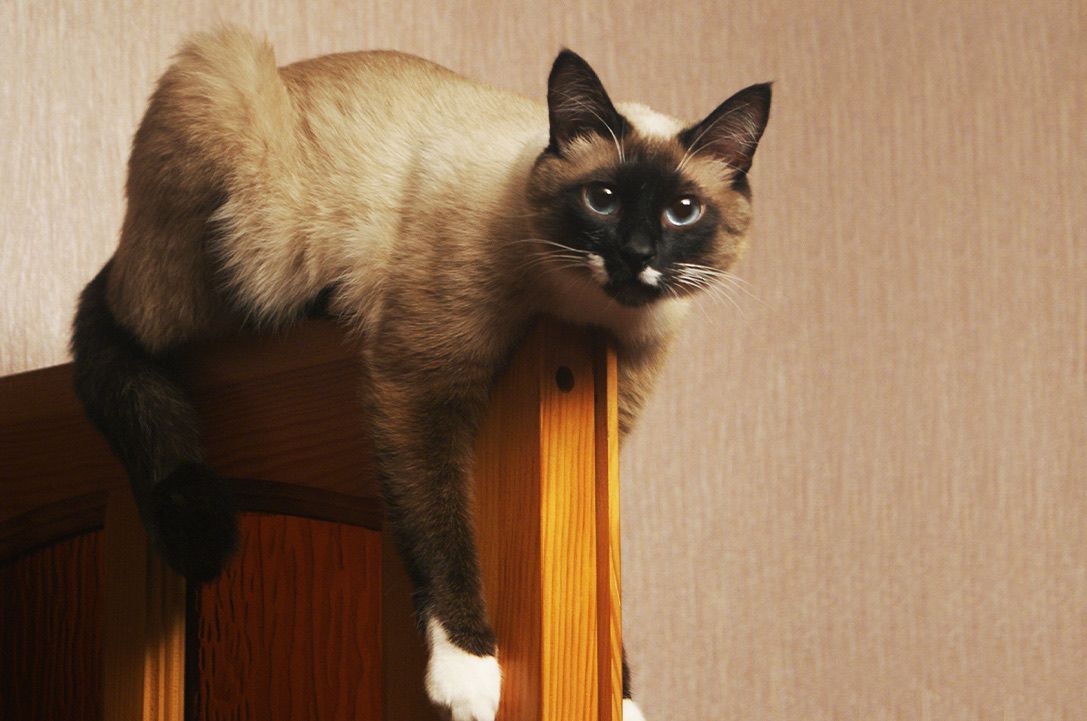 Snowshoe cat breed Information & characteristics KatKin