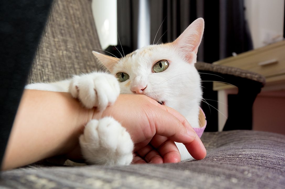 Turkish Van cat