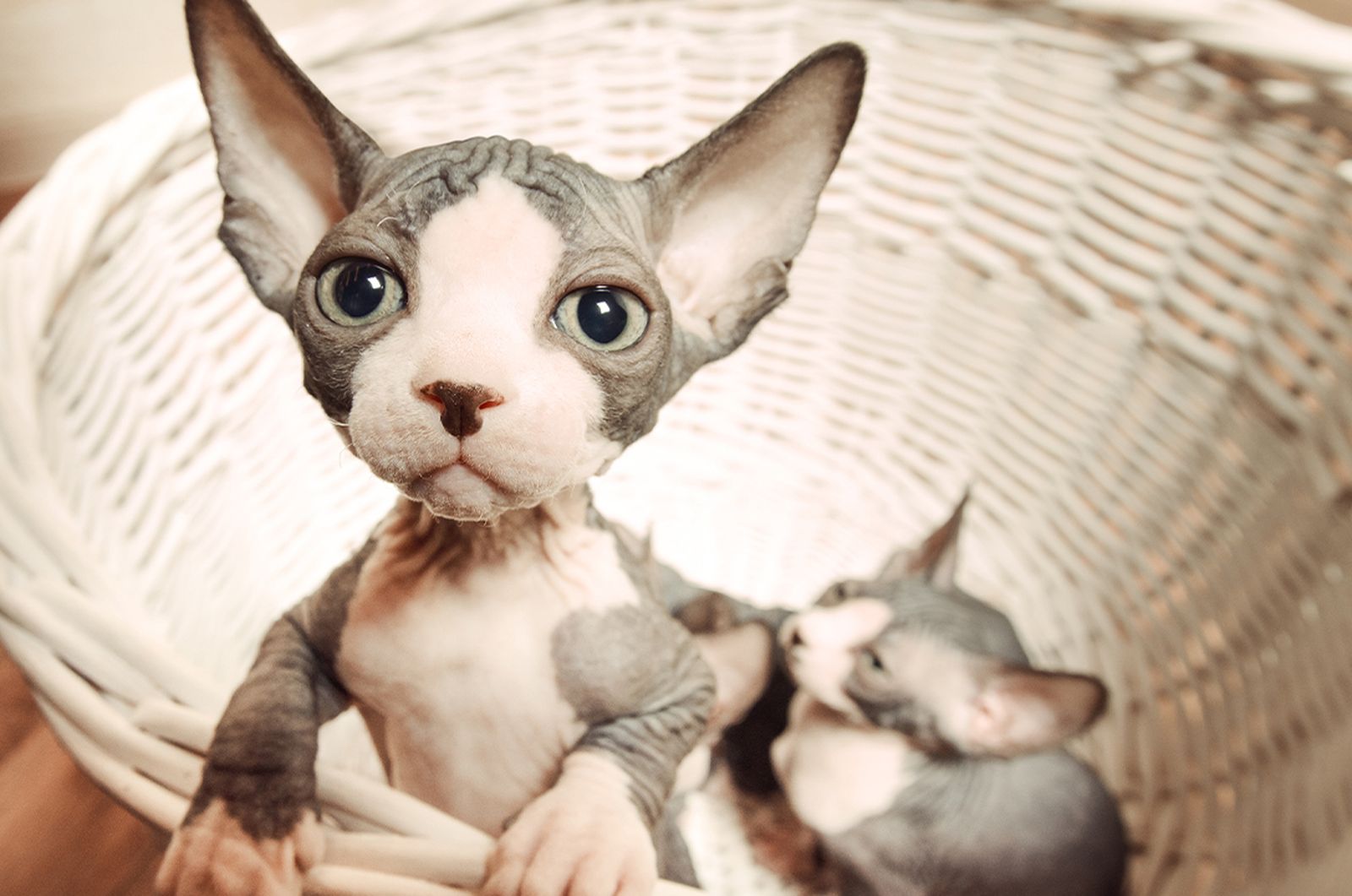 Sphynx cat best sale hypoallergenic kittens