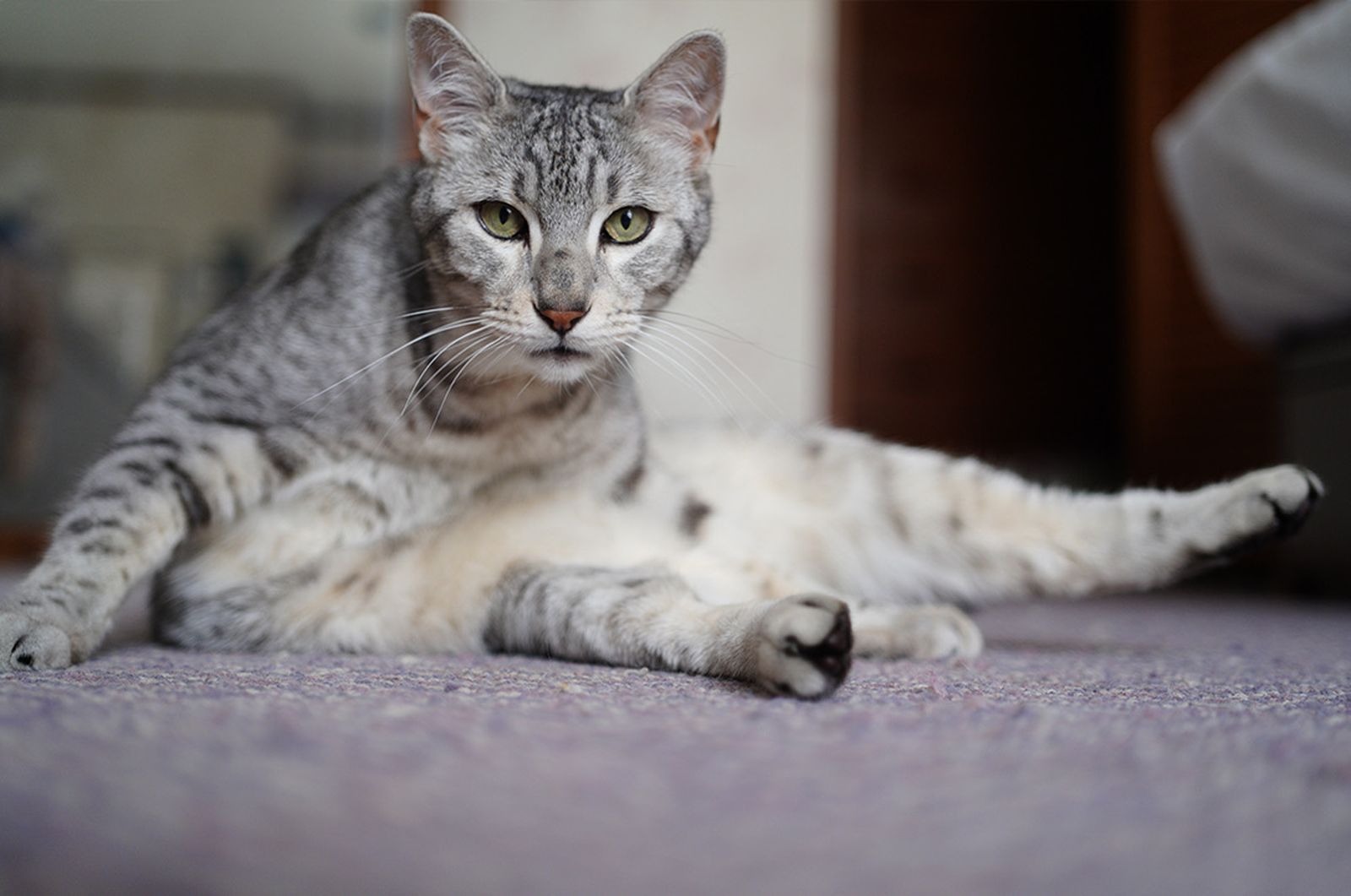 Egyptian May cat lounging