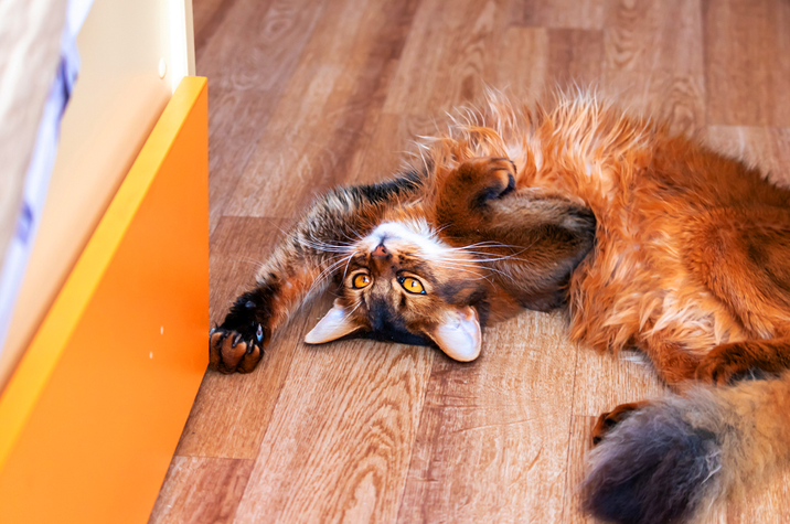 Somali cat lying