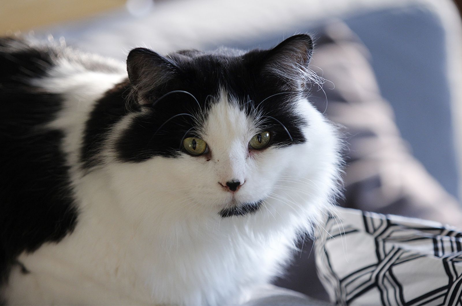 Ragamuffin cat on sofa