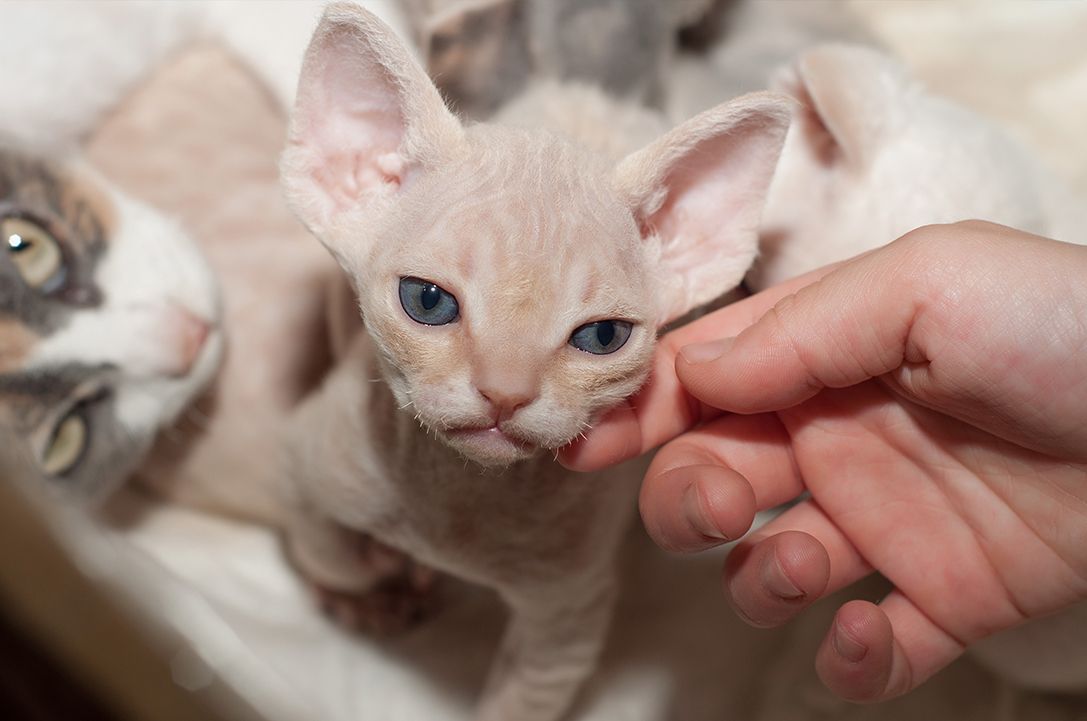 Devon Rex cat