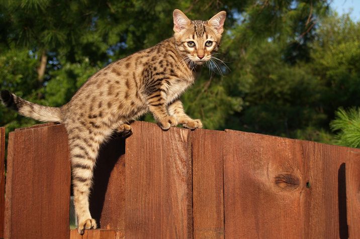 Savannah cat climbing fence