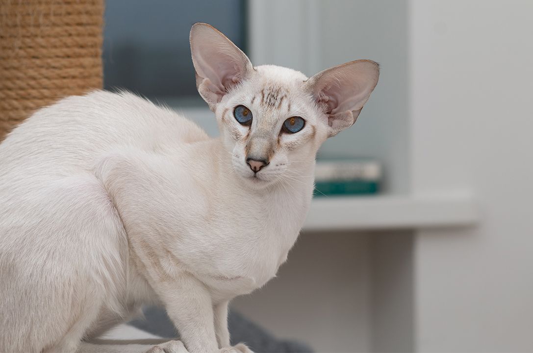 Oriental cat by scratching post