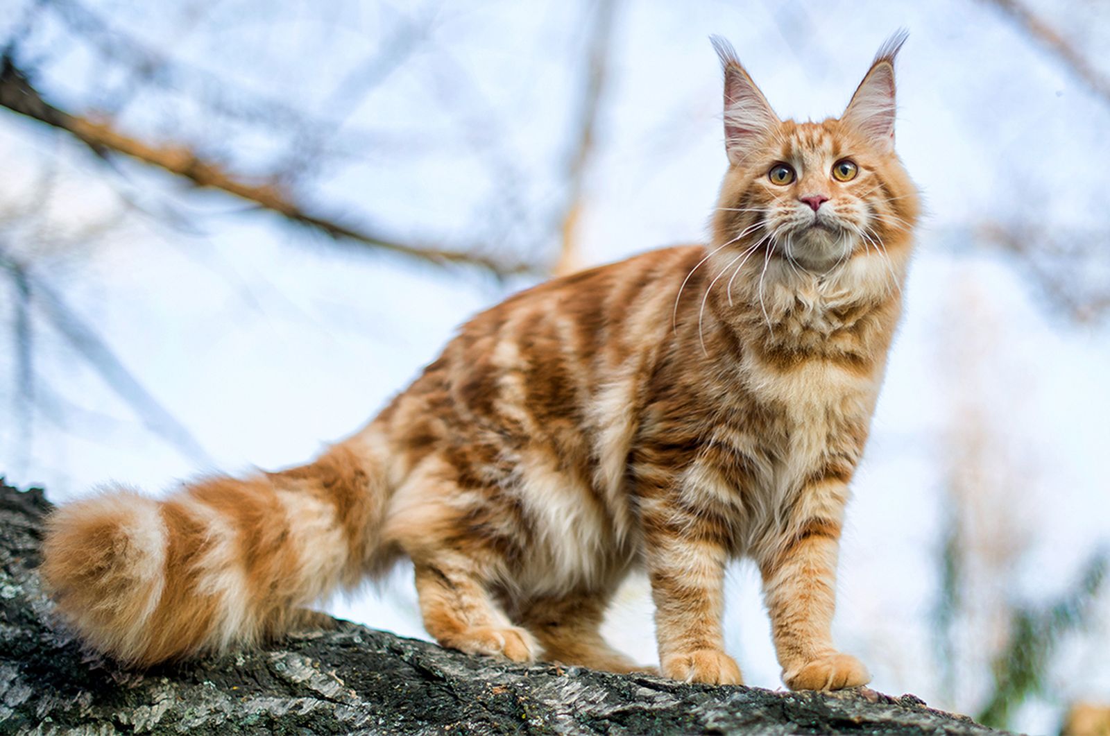 Maine Coon cat climbing tree